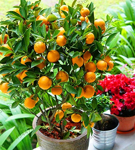 Bloom Green Co. ¡Auténtico!Bonsai de frutas Enano de pie Naranjo Flores planta de interior en maceta decoración de jardín planta Kumquat plantas Mandarina Cit