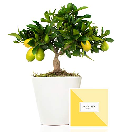 Limonero Lakeland 38 cm en maceta de 16 cm entregado en caja de regalo con tríptico con información y guía de cuidados - Árbol frutal enano
