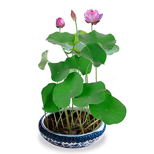 Macetas Bonsai Semillas de loto Plantas de lirio de agua para estanques Pequeñas y coloridas fuentes de agua mezcladas Semillas Qquatic Plants Kit Home Garden Yard Decor Purify