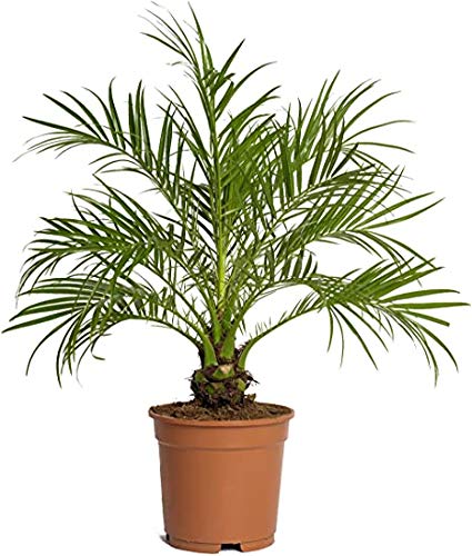 PCMOVILES Palmera Phoenix roebelenii o palmera Enana en maceta de 17cm planta Viva