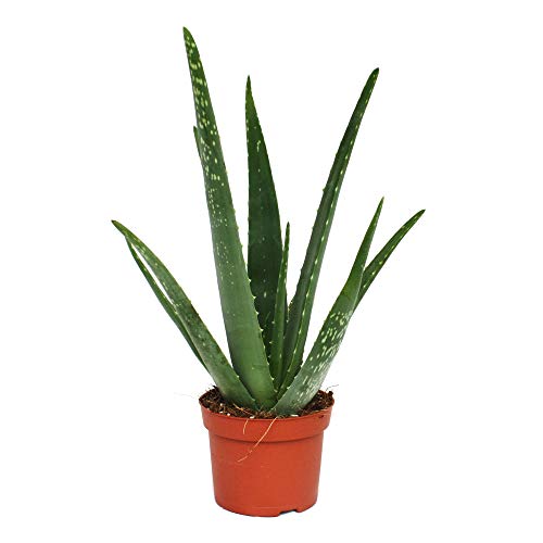 Planta de Aloe Vera para Exterior e Interior en Maceta Pequeña Planta Natural