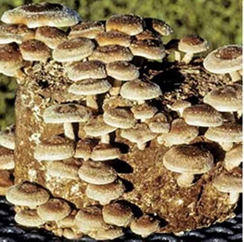 VISA STORE Shiitake Lentinula edodes (370) El micelio esporas freza semillas secas (10 g)