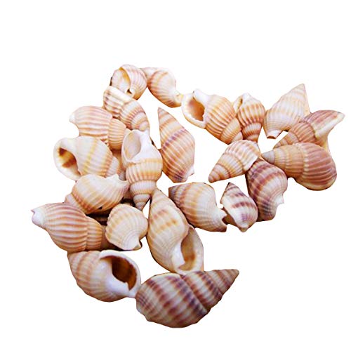 100 Piezas de Conchas de Mar Conchas de Conchas Marinas de Playa para Pecera Acuario Decoraciones para El Hogar