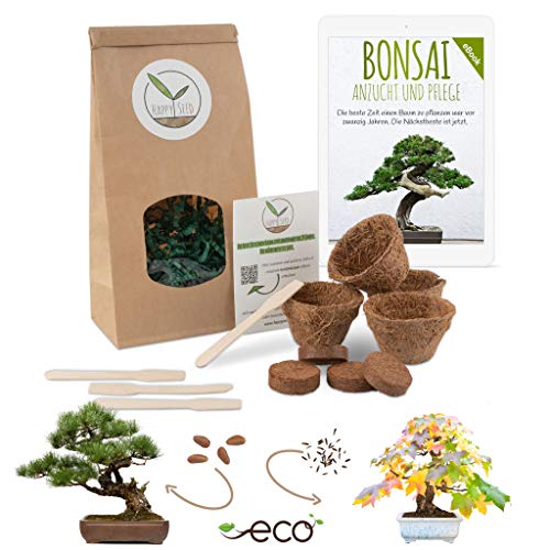 Bonsai Kit incl. eBook GRATUITO - Set con macetas de coco, semillas y tierra - idea de regalo sostenible para los amantes de las plantas (Pino Piñonero + Árbol del Ámbar)