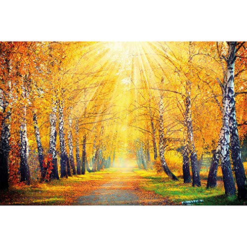 GREAT ART Mural de Pared – Otoño de Oro Callejón –  de Abedul Bosque Camino Bosque Árboles Paisaje Bosque Follaje Sol Foto Papel Pintado Y Tapiz Y Decoración (336 x 238 cm)