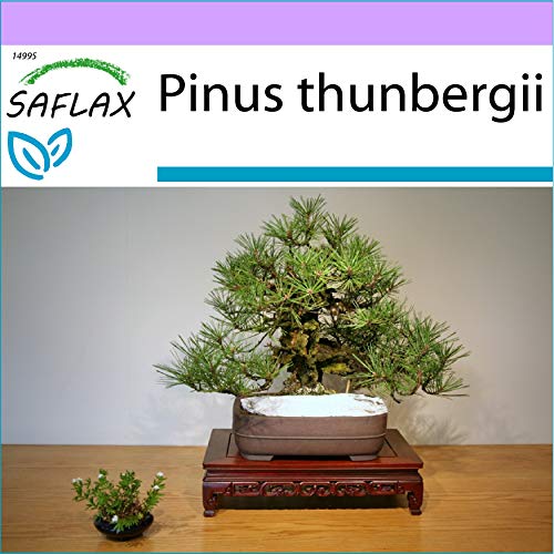SAFLAX - Pino negro japonés - 30 semillas - Pinus thunbergii