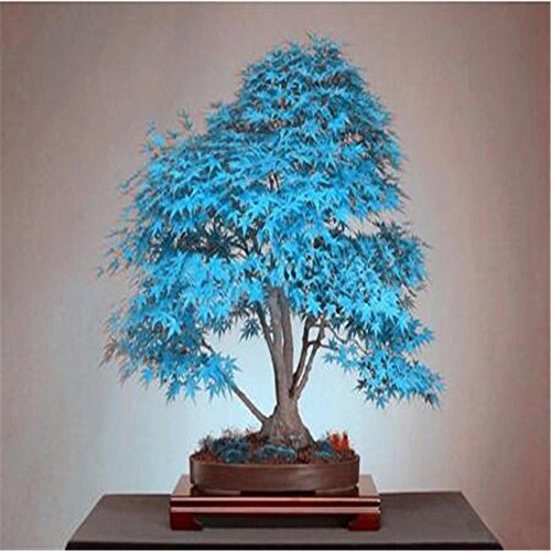 semillas del árbol de arce azul 10 bonsai semillas de árboles bonsai. azul cielo rara japoneses plantas de semillas de arce Balcón para el jardín de