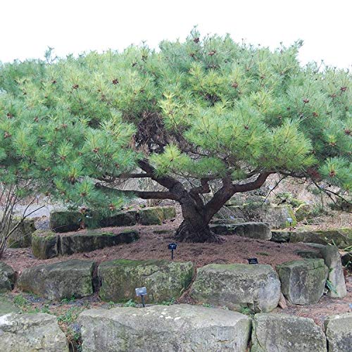Shopvise japonesa pino piñonero Pinus Pumila 10 Semillas