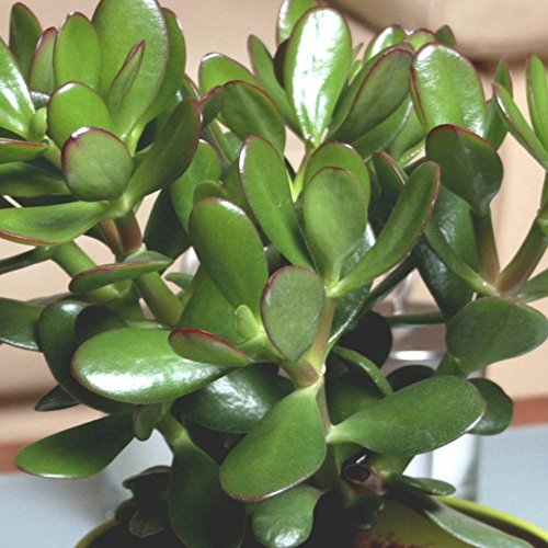 Árbol de jade (crassula ovata convoluta) - 1 planta