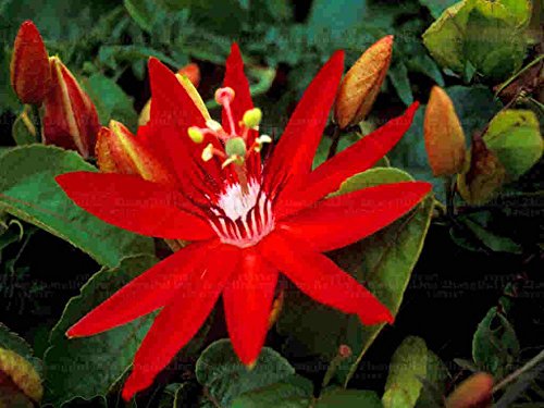 bonsai 100pcs semillas de pasiflora súper raras planta en maceta Flor rara Planta ornamental para el jardín de Passiflora 1 bonsai 100pcs semillas de pasiflora súper raras planta en maceta Flor rara Planta ornamental para el jardín de Passiflora 1