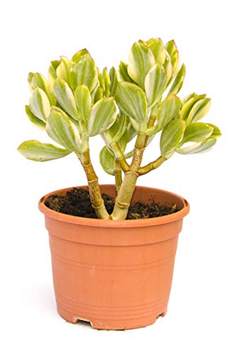 Crassula ovata, planta crasa resistente a la sequía