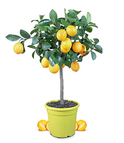 Meine Orangerie Limón Meyer – Planta cítrica auténtica – Limón refinado en maceta de 6 litros – Limón 'meyeri' – Limón Meyer Lemon – Limón maduro, planta de limón en calidad de jardinería