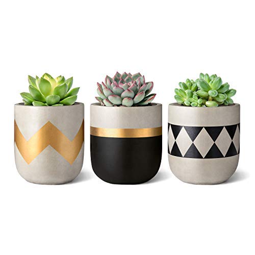 Mkouo 7.6cm Cemento Planta suculenta Set of 3 Macetas de hormigón Modern Flower Pots Indoor for Cactus Herb Plants Home Decor Gift Idea (Plantas NO Incluidas)