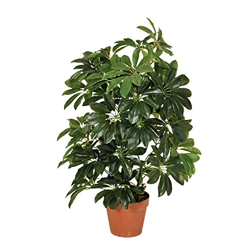 Planta artificial cheflera 65 cm altura, Catral 74010004 Planta artificial cheflera 65 cm altura, Catral 74010004