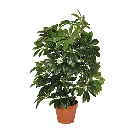 Planta artificial cheflera 65 cm altura, Catral 74010004