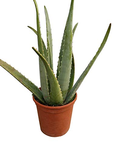 Planta de aloe vera ecológico