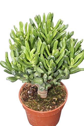 Planta de interior para la casa o la oficina - Crassula Ovata Minor - conocida como Planta del dinero ó "Árbol de Jade”. Planta de interior para la casa o la oficina - Crassula Ovata Minor - conocida como Planta del dinero ó "Árbol de Jade”.