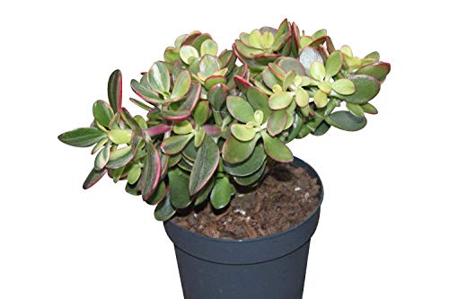 Planta de interior para la casa y la oficina - Planta del dinero - Crassula Ovata