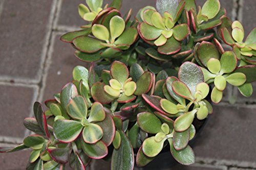 Planta de interior para la casa y la oficina - Planta del dinero - Crassula Ovata