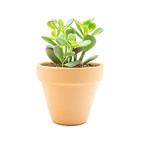 Planta de Jade con Maceta de Cerámica Altura 30cm Crassula Ovata Planta Natural de Interior y Exterior