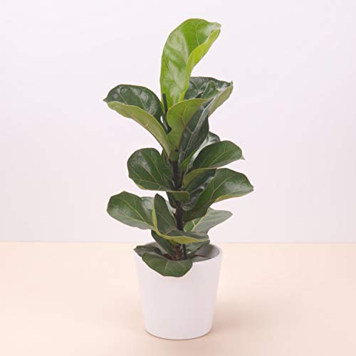 Planta natural Ficus Lyrata 'Bambino' a domicilio - Envío gratuito - Altura 45cm y Diámetro 12cm - Plantas decorativas - Exterior e interior - Varios maceteros disponibles (10. Macetero blanco mate) Planta natural Ficus Lyrata 'Bambino' a domicilio - Envío gratuito - Altura 45cm y Diámetro 12cm - Plantas decorativas - Exterior e interior - Varios maceteros disponibles (10. Macetero blanco mate)