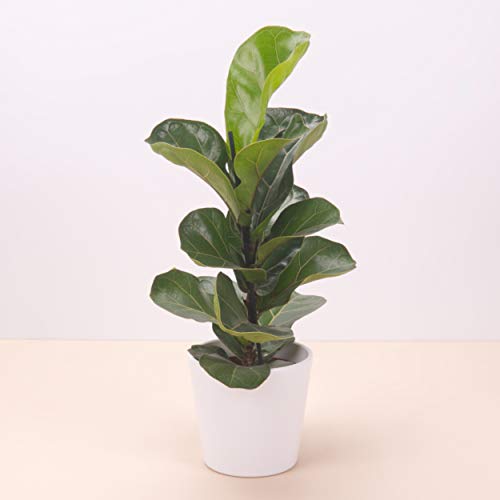 Planta natural Ficus Lyrata 'Bambino' a domicilio - Envío gratuito - Altura 45cm y Diámetro 12cm - Plantas decorativas - Exterior e interior - Varios maceteros disponibles (10. Macetero blanco mate)