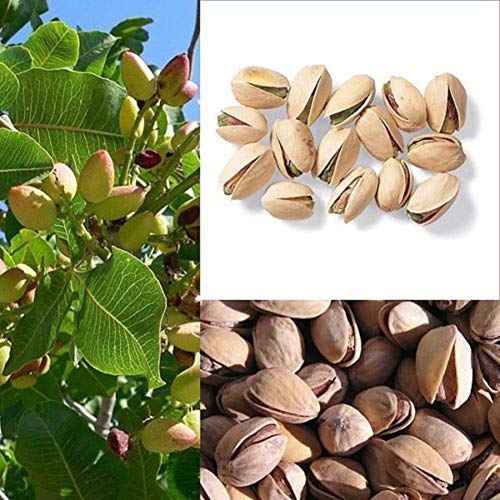 Portal Cool Ãrbol de nueces Semillas de pistachos Pistacia Semillas de Ã¡rboles frutales raras Planta tropical Semillas de frutos secos
