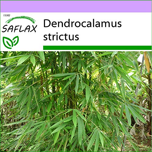 SAFLAX - Bambú de Calcuta - 50 semillas - Dendrocalamus strictus