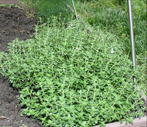 Semillas nuevo hogar jardín de plantas 100 semillas mejorana Origanum Majorana flor de la hierba envío
