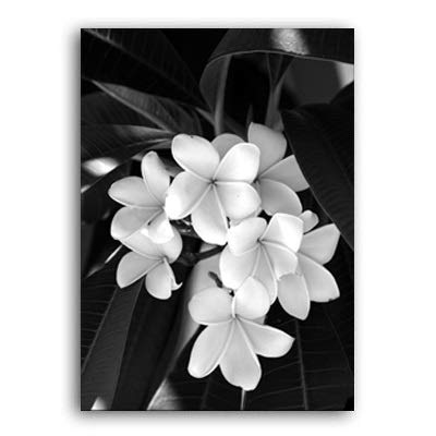 TAHMM Cuadro limpio y simple con diseño de lirios en blanco y negro con diseño de flores en lienzo para pared, decoración de dormitorio o familia, sin marco (color: B, tamaño: 40 x 50 cm, sin marco)