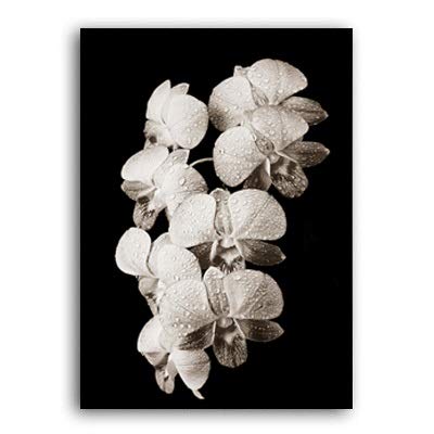 TAHMM Cuadro limpio y simple con diseño de lirios en blanco y negro con diseño de flores para pared, decoración de dormitorio o familia, sin marco (color: A, tamaño: 20 x 25 cm, sin marco)
