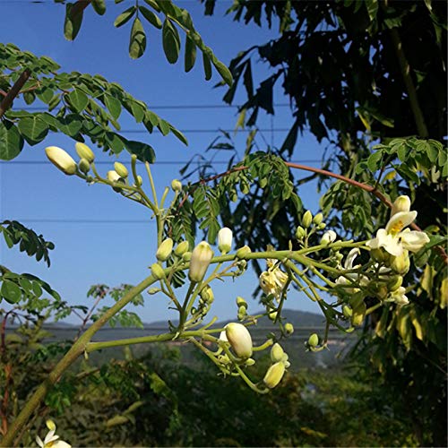 TENGGO Egrow 80 Pcs/Pack Moringa Tree Seeds Moringa Tree Semente Plant Moringa Oleifera Tree