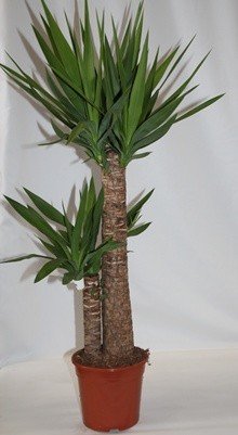 Yuca (2 troncos) - Planta viva de interior