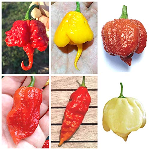 60 Semillas de los 6 Chiles más Picantes del Mundo, Colección 6 + Guía: Carolina Reaper Red, Carolina Reaper Yellow, Scorpion Moruga Caramel, Red Bhutlah, Bhut Jolokia/Ghost Chili, 7 Pot White