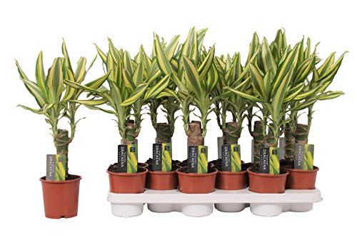 Dracaena Fragans Tronco de Brasil Yellow Coast Tronco Simple Altura 40cm Planta de Interior Natural