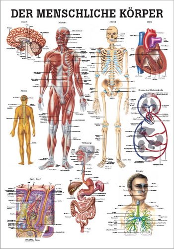 El cuerpo humano, 70 x 100 cm
