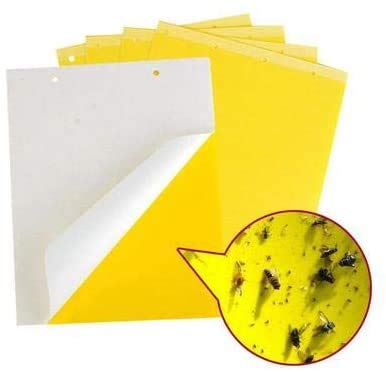 Garsumiss 20 Paquete Trampas de Insectos de Doble Cara Atrapa Insectos para Moscas,Insectos,Piojos,Atrapa,PVC(15x20CM)