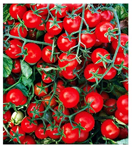 Semillas de tomate cherry de la reina - lycopersicum esculenthum - semillas agrícolas - tomates cherry de la reina - alrededor de 700 semillas