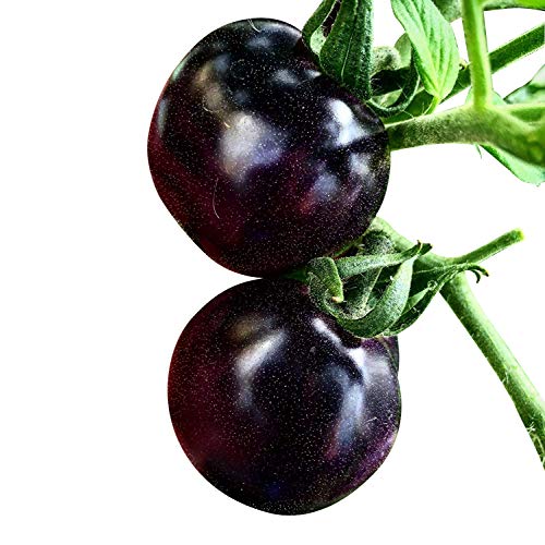 Souked 20 Seeds Purple Cherry Tomato Organic Fruit Vegetable Plant by Big Bargain