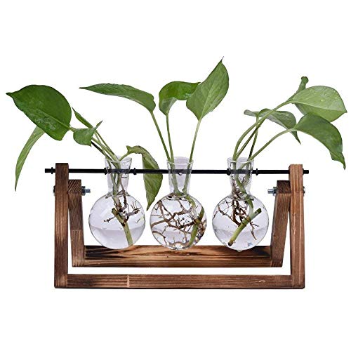 Sunreek - Jarrón de cristal para escritorio, 3 jarrones de cristal con soporte de madera maciza retro para plantas hidropónicas, hogar, jardín, decoración de bodas