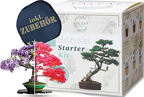 valeaf Bonsai Starter Kit - Summer Sale - Cultiva tu propio árbol bonsái - Juego de cultivo con 4 tipos de semillas de bonsái y accesorios, para principiantes, el regalo ideal para plantar árboles