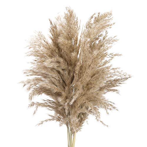 DWANCE 15 Pcs Flores Secas Hierba de Pampas Secas 43 cm Ramo de Flores Artificiales Flores Secas Decoration para Hogar Dormitorio Mesa Boda y Fotografía de Manojo de Flores DWANCE 15 Pcs Flores Secas Hierba de Pampas Secas 43 cm Ramo de Flores Artificiales Flores Secas Decoration para Hogar Dormitorio Mesa Boda y Fotografía de Manojo de Flores