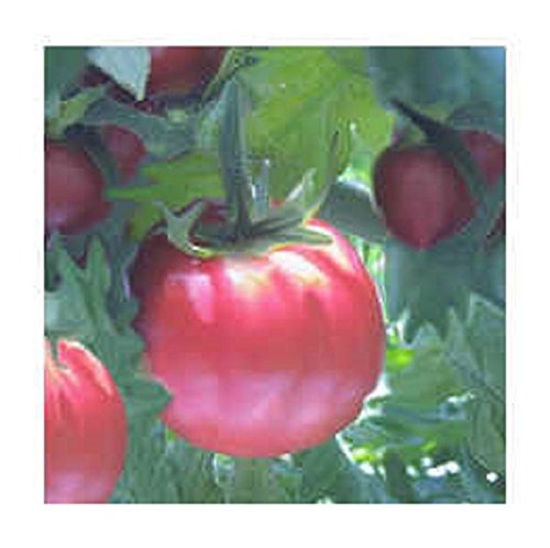La herencia OG Eva púrpura de la bola de tomate 50 semillas de cultivo ecológico para no GMO