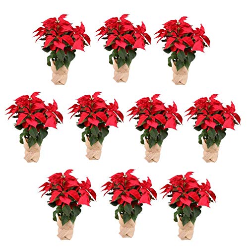 Planta Navidad - PACK 10 Plantas de Navidad - Flor de pascua - Poinsettia - Altura 55 cm - Planta natural - Envío Gratis