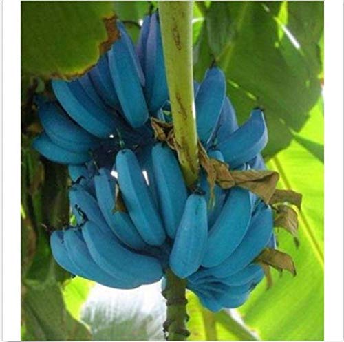 PLAT FIRM SEMILLAS DE GERMINACION: Semillas de plÃ¡tano 200 unids AZUL Semillas de plÃ¡tano Delicioso fruta RARA Musa Java Azul