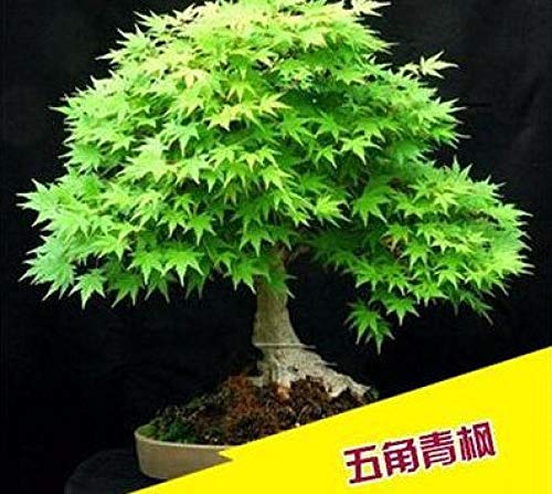 Semillas de Flores Paisaje para,Maple Japanese American Chinese Garden Greening Potted 20 Red Maple Seeds-R,perennes Semillas de Flores