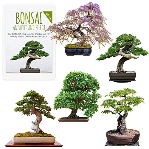 Semillas exóticas de Bonsai con alta tasa de germinación - Juego de Semillas de Plantas para su propio árbol de Bonsai (Mezcla de 5 incl. eBook GRATIS)