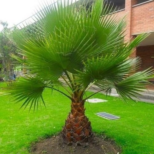 Semillas mexicana de palmito (Washingtonia robusta) 10 Semillas