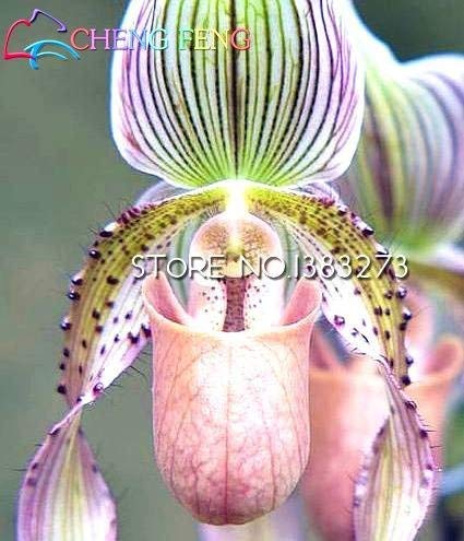 SwansGreen Green : Advanced Ornamental Plants 100pcs Flower Seeds The World's Rare Water Butterfly Orchid Seeds Colorful Pots Bonsai Seeds Garden