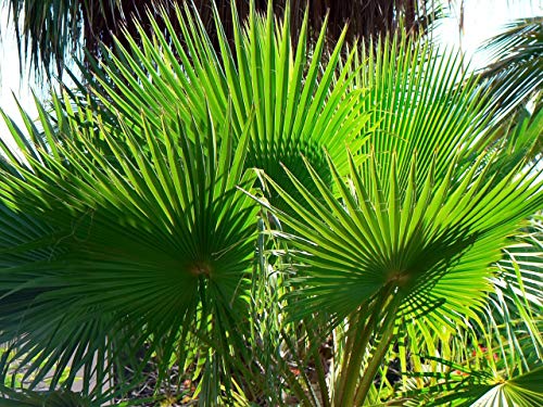Washingtonia robusta 20 semillas de palma enagua palm